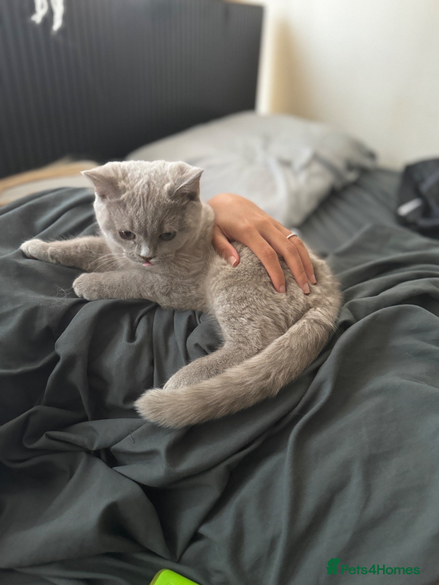 British Shorthair cats Two shorthair Girls lilac and blue - Advert 2