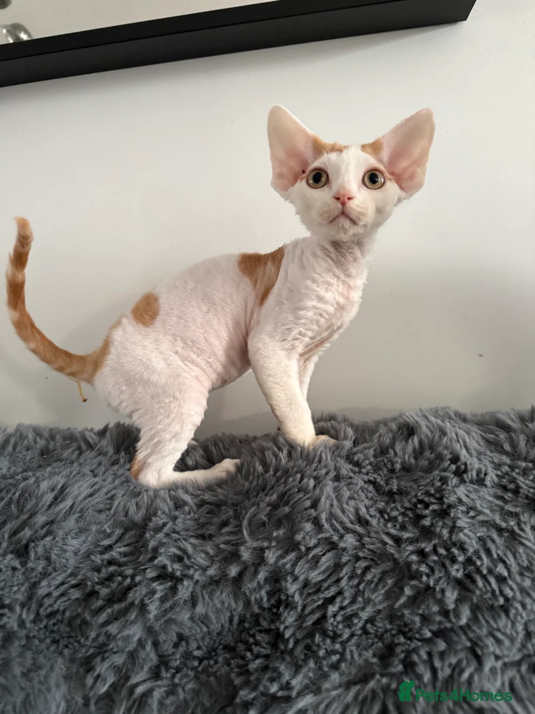 Devon Rex cats for sale: GCCF registered Devon Rex - Male and female - Advert 3