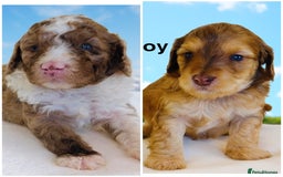 Cockapoo dogs for sale: REDUCED DNA TESTED, Last 2 boys, Ready 25th Nov❤️  - Advert 1