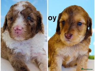 Cockapoo dogs REDUCED DNA TESTED, Last 2 boys, Ready 25th Nov❤️ - Advert 8