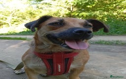 Mixed Breed dogs for adoption: 💖🐶 BONNY 🐶💖 - Image 7