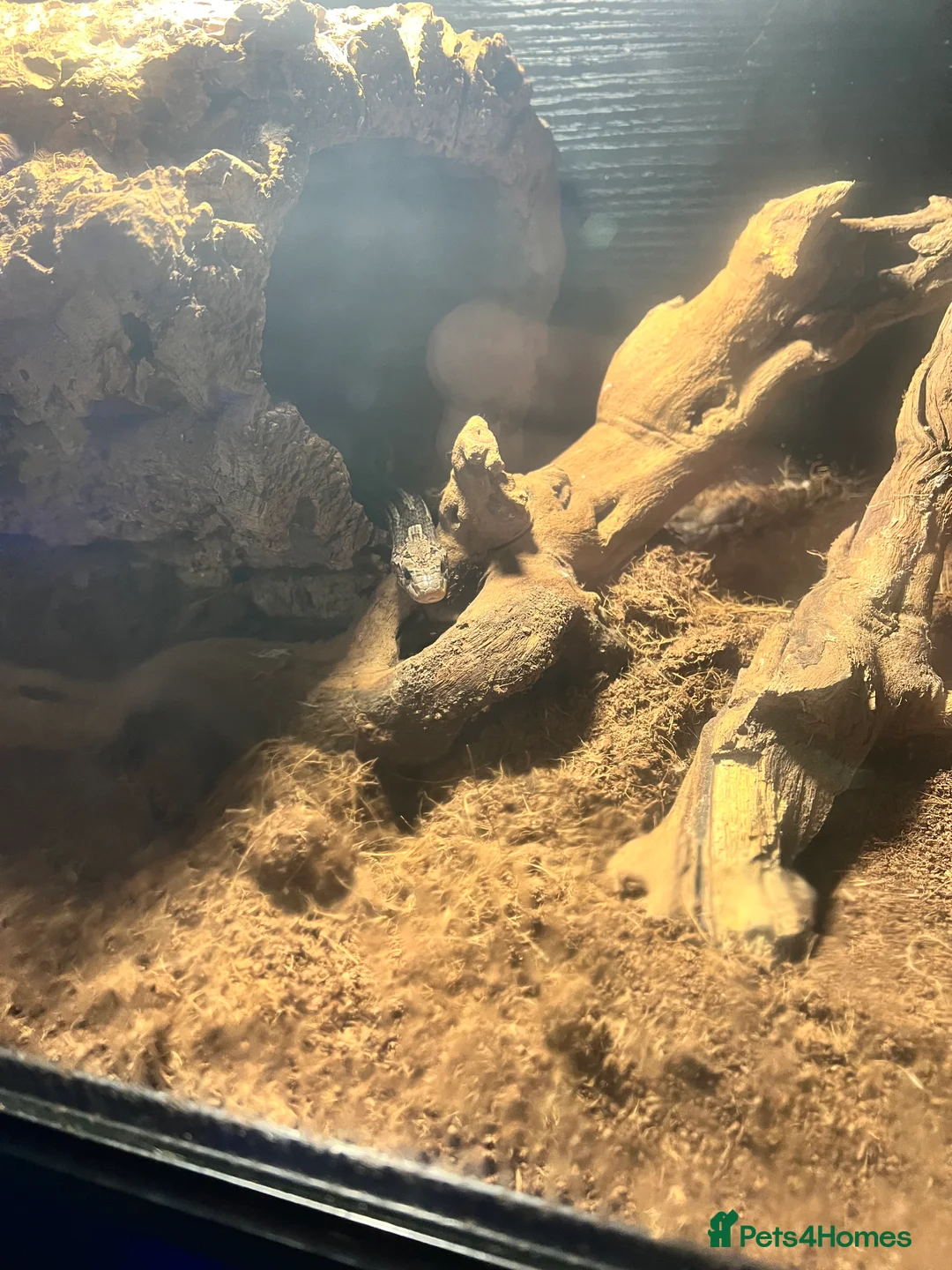 Corn Snake reptiles for sale: Rare morph corn snake - Advert 6