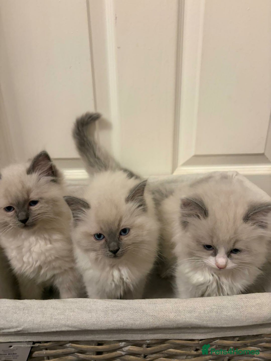 Ragdoll cats for sale: 3 GORGEOUS RAGDOLL BOY KITTENS READY NOW - Advert 10