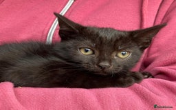 Mixed Breed cats for sale: Kittens for sale  - Image 4