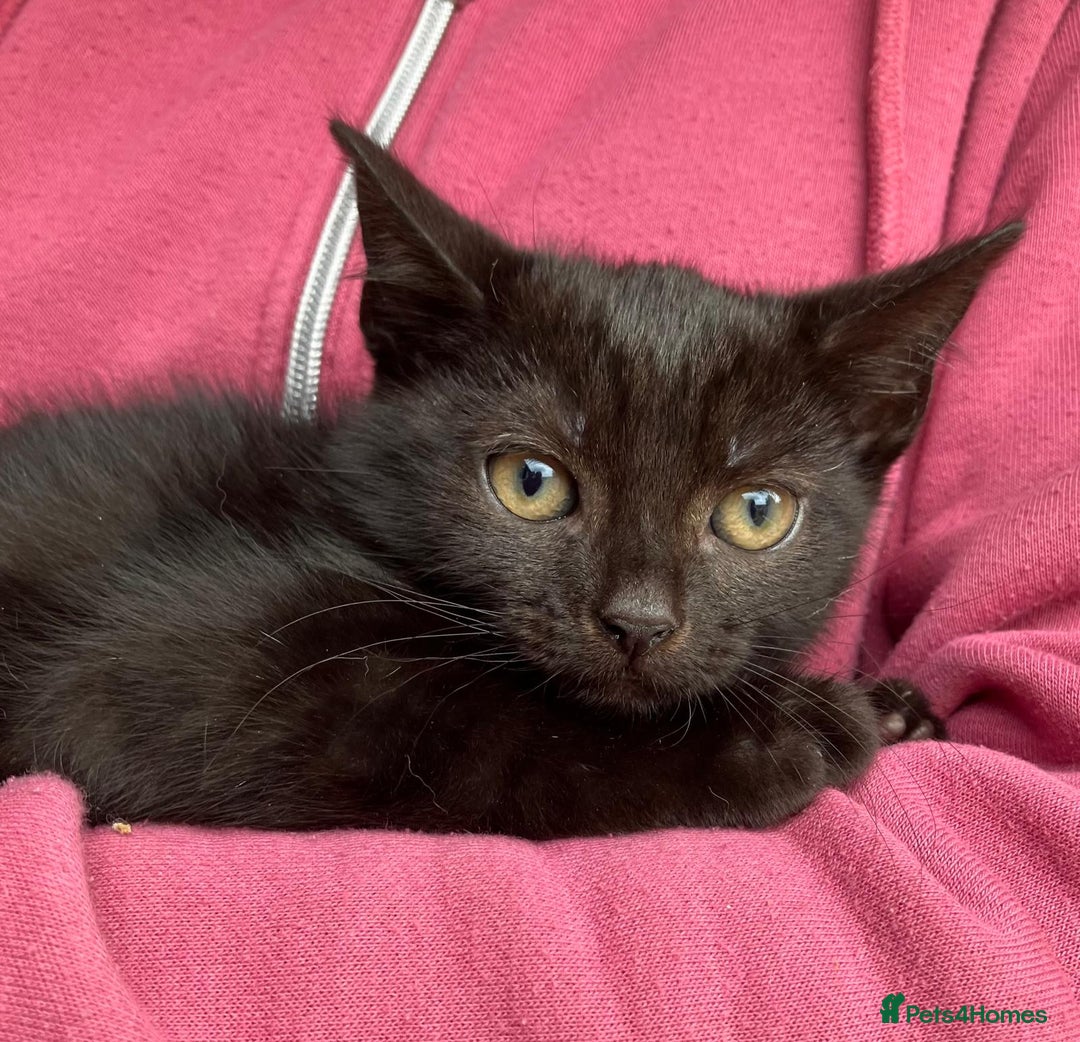 Mixed Breed cats for sale: Kittens for sale  - Image 4