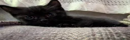 Mixed Breed cats for sale: Adorable Kittens Looking for Their Forever Homes - Advert 25