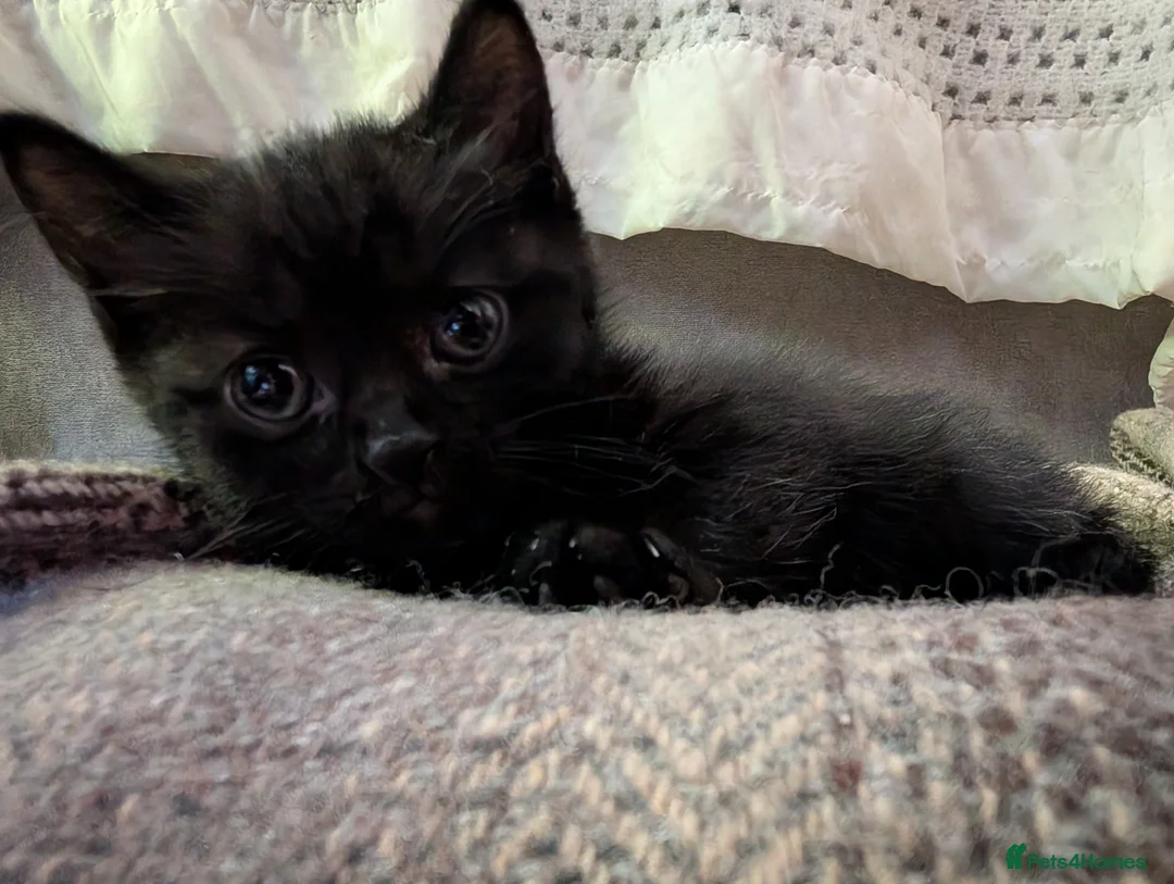 Mixed Breed cats for sale: Adorable Kittens Looking for Their Forever Homes - Advert 25