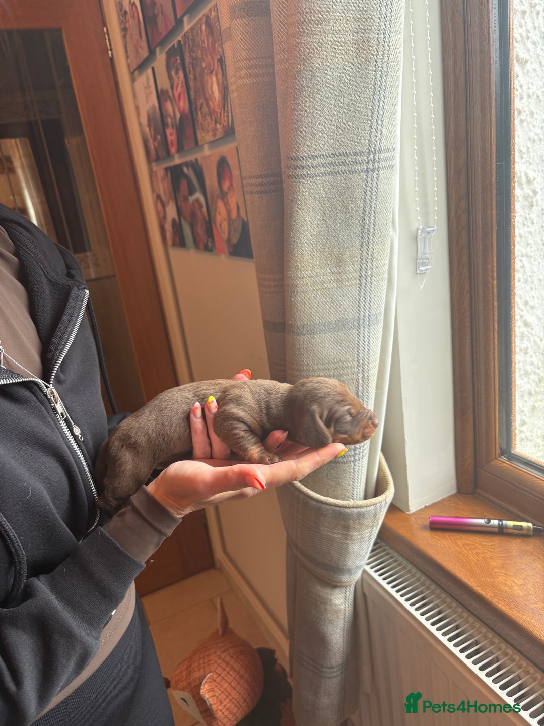 Miniature Dachshund dogs for sale: Miniature dachshunds smooth hair puppy’s  - Image 13