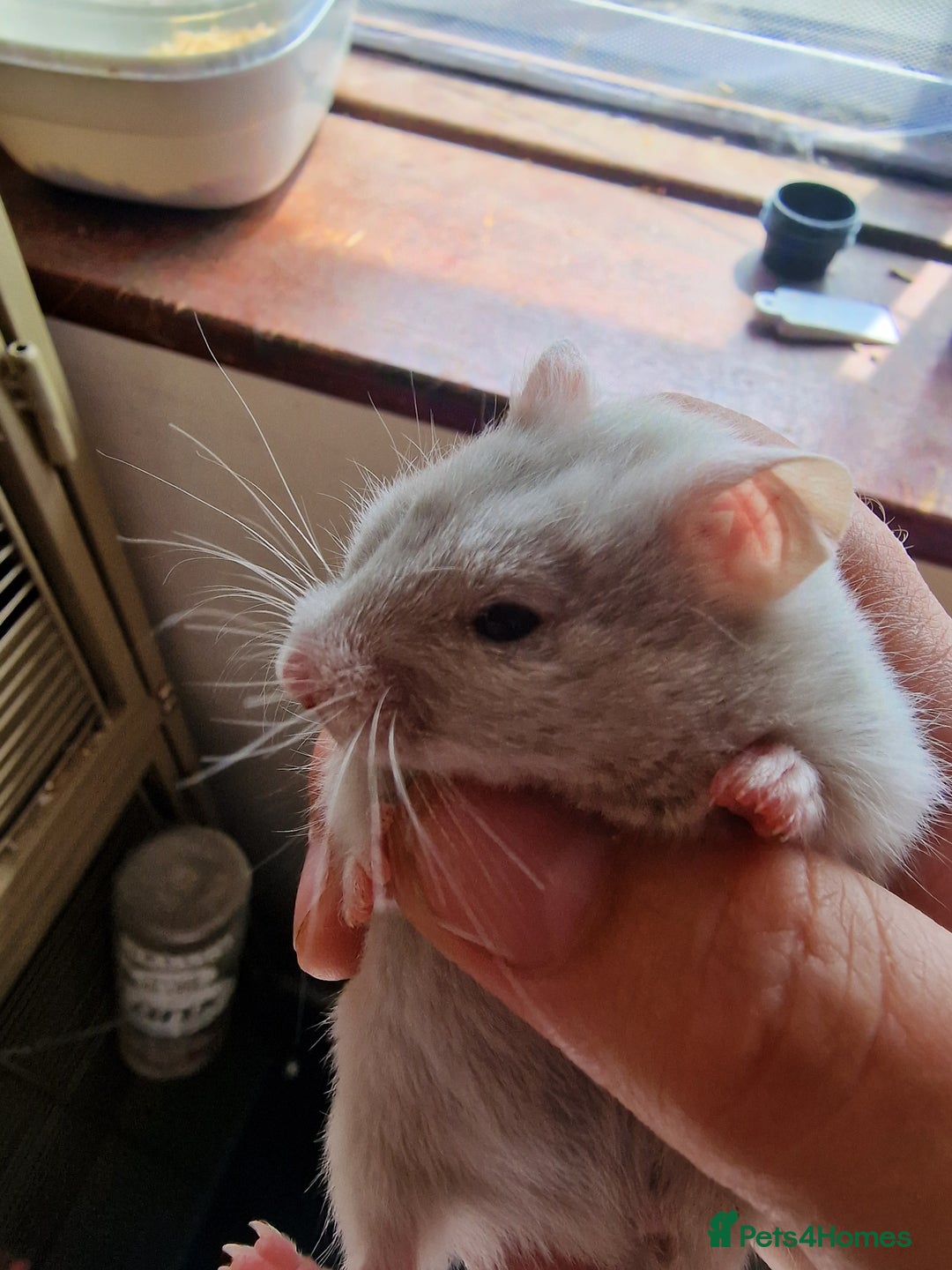 Hamster rodents for sale:  **last 2 now reserved *** Baby syrian hamsters  - Image 4