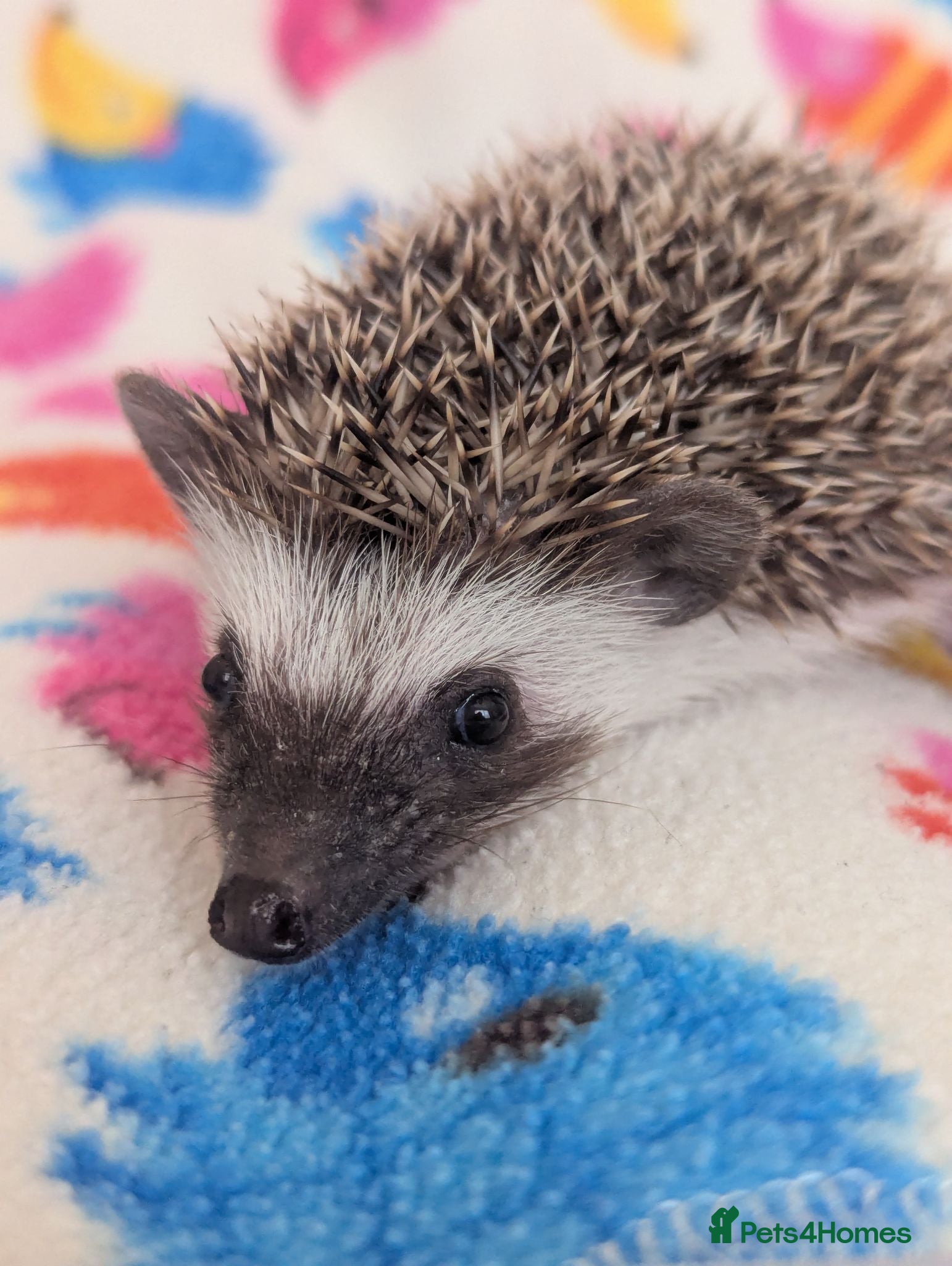 Pygmy Hedgehog rodents Beautiful Female Hoglets Ready Now 8 weeks old!!! - Advert 2