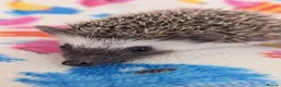 Pygmy Hedgehog rodents for sale: Beautiful Female Hoglets Ready Now 8 weeks old!!! - Advert 5