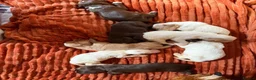 Sprocker dogs for sale: Beautiful Sprocker spaniel pups  - Advert 1