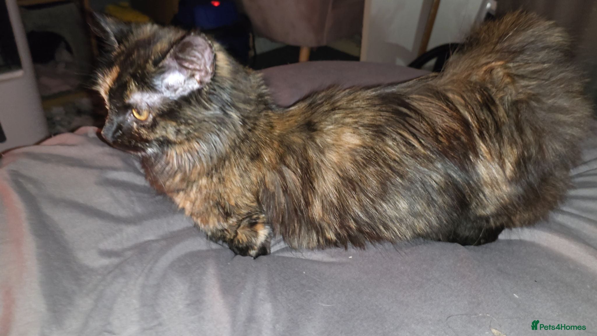 Munchkin cats Loving munchkin for sale - Advert 1