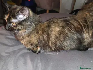 Munchkin cats Loving munchkin for sale - Advert 1