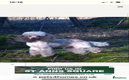 Cockapoo dogs for sale: last F1 boy ready now - Image 9