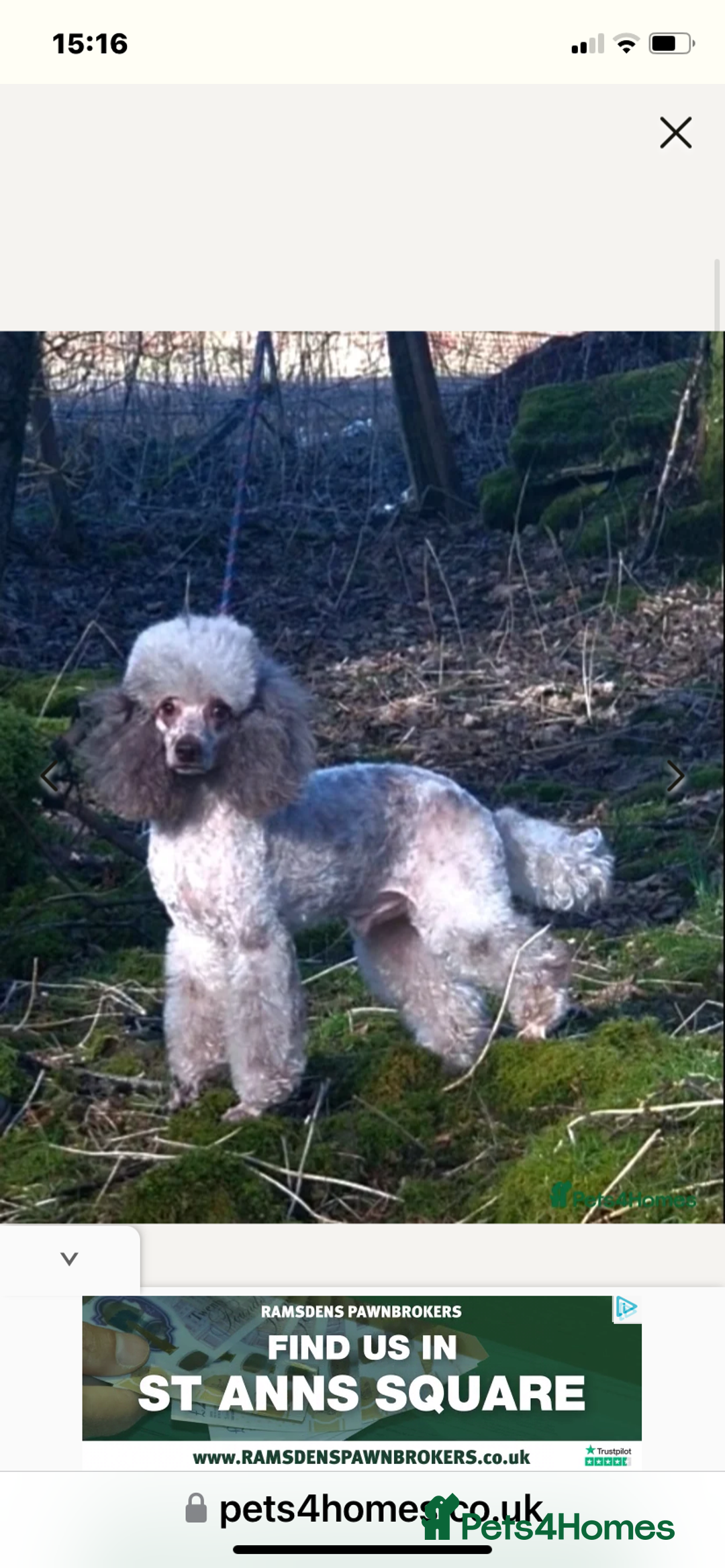 Cockapoo dogs for sale: last F1 boy ready now - Image 9