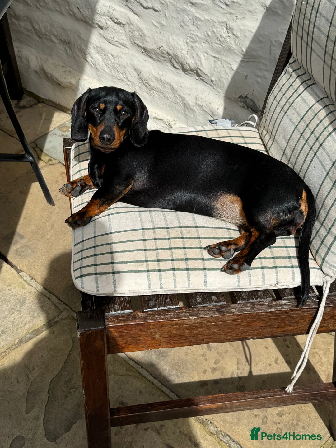 Miniature Dachshund dogs for sale: KC Reg, Health tested, miniature Dachsund Puppies - Image 15