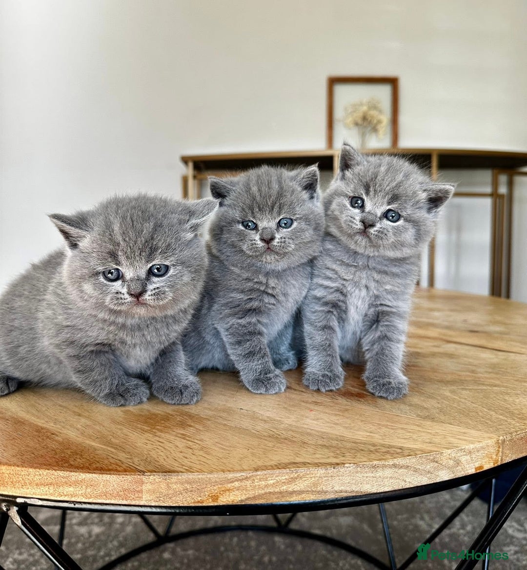 British Shorthair cats for sale: British Shorthair teddy bear face and plush coat - Image 2