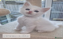 Maine Coon cats for sale: Mainecoon kittens some Polydactyl  - Image 5