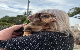 Miniature Dachshund dogs for sale: *READY NOW! 2 STUNNING KC REG MINI DACHSHUND BOYS* - Image 20