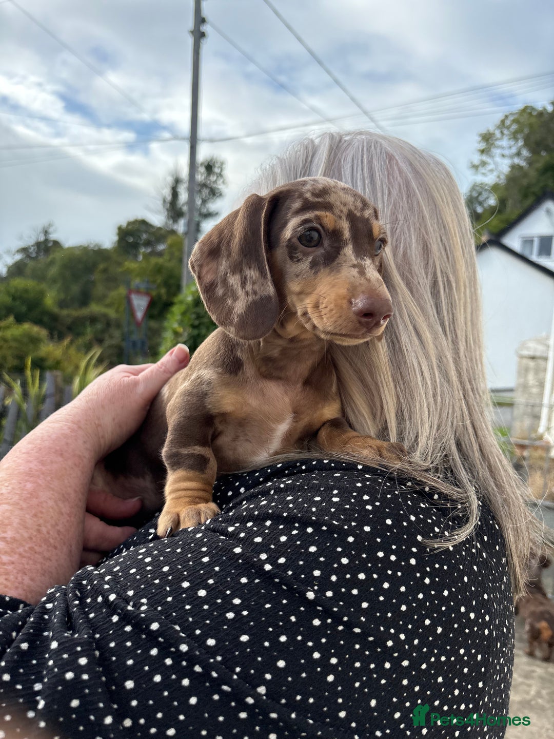 Miniature Dachshund dogs for sale: *READY NOW! 2 STUNNING KC REG MINI DACHSHUND BOYS* - Image 20