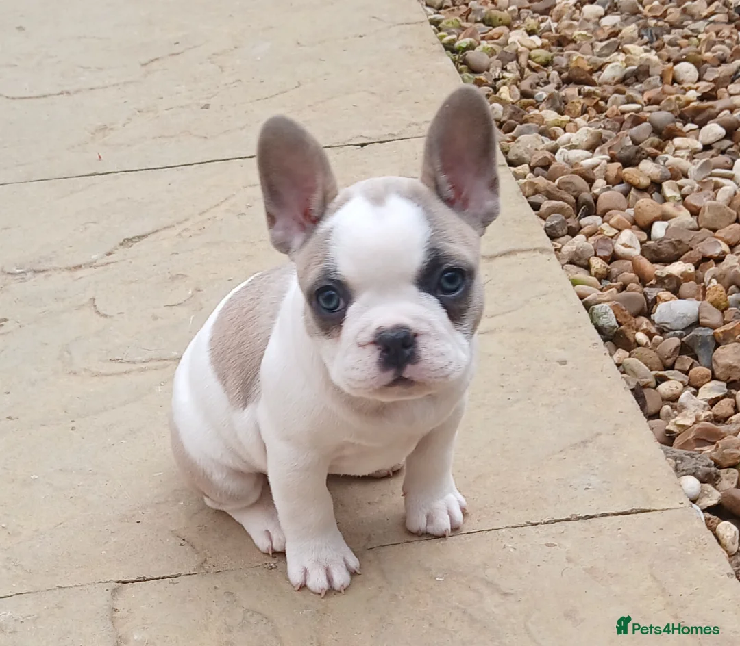 French Bulldog dogs for sale: 5 Beautiful French Bulldog looking for a new home in Wellingborough - Advert 11