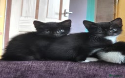 Mixed Breed cats for sale: Black and white kittens - Image 9