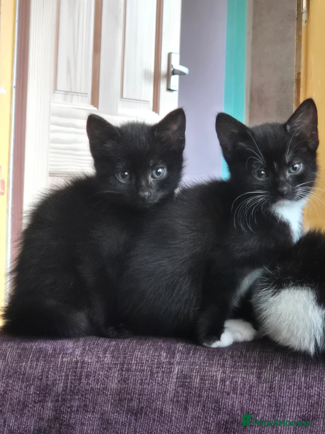 Mixed Breed cats for sale: Black and white kittens - Image 9