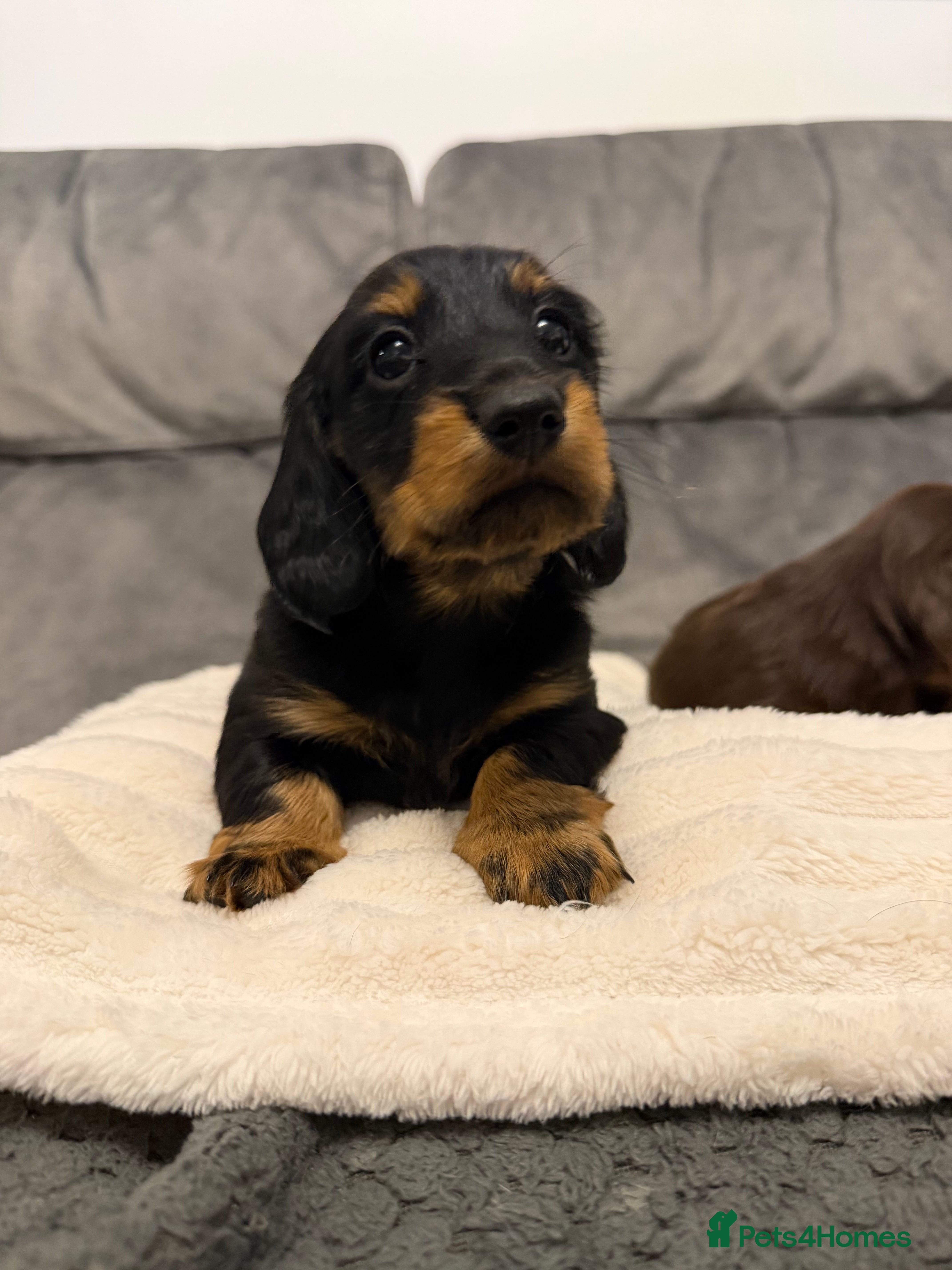 Miniature Dachshund dogs Exceptional miniature longhaired dachshunds  - Advert 7