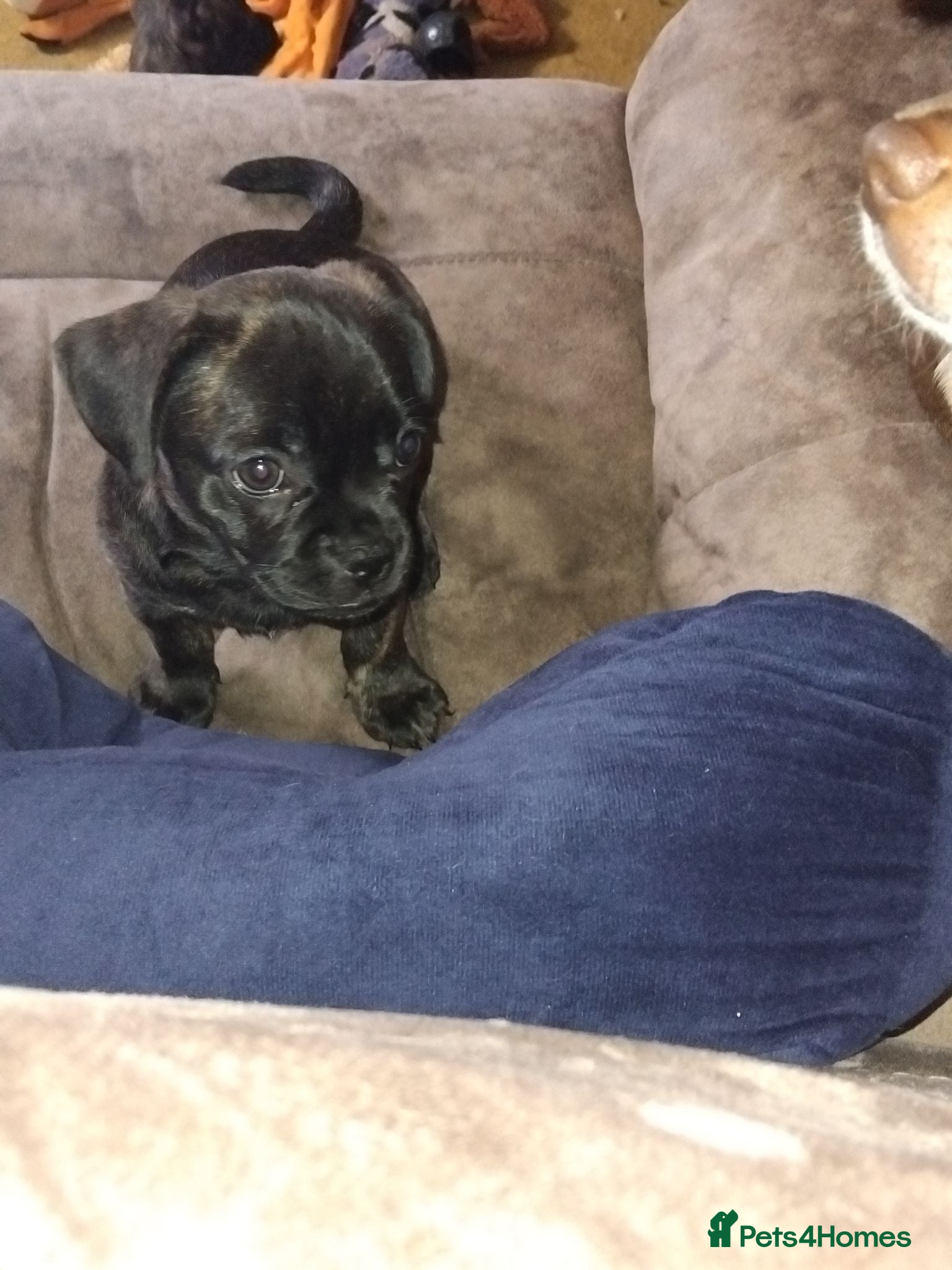Mixed Breed dogs 1 girl left black  - Advert 4