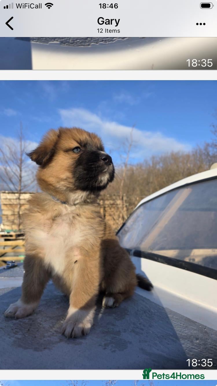 Mixed Breed dogs Highland Shepherd Puppies!!! - Advert 11