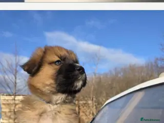Mixed Breed dogs Highland Shepherd Puppies!!! - Advert 8