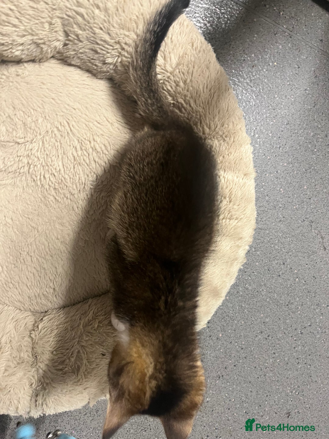 Siberian cats for sale: 🐾 Beautiful Siberian mixed green eyed boy Kitten - Advert 10