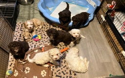 Lagotto Romagnolo dogs for sale: Stunning Litter of Pedigree Lagotto Romagnolo Pups - Image 40