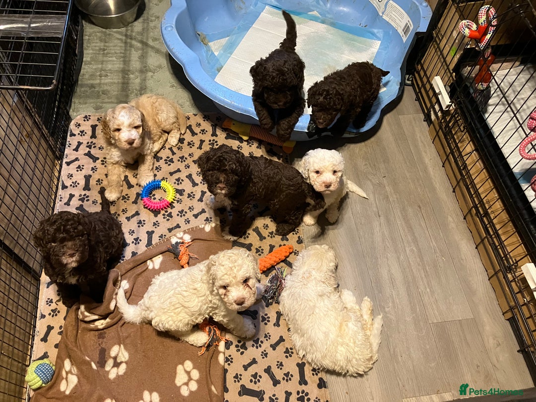 Lagotto Romagnolo dogs for sale: Stunning Litter of Pedigree Lagotto Romagnolo Pups - Image 40