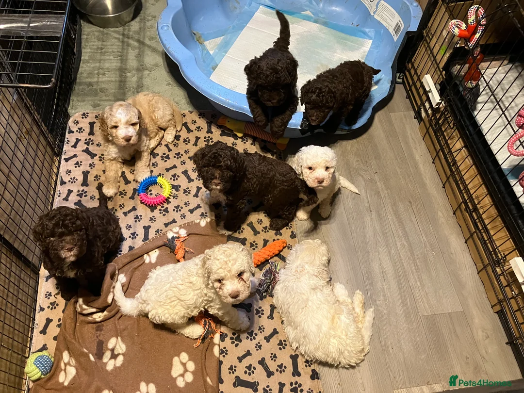 Lagotto Romagnolo dogs for sale: Pedigree Lagotto Romagnolo Puppies - Advert 5