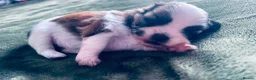 Shih Tzu dogs for sale: 🐾 Beautiful Pure Shih Tzu Puppies Ready Soon 🐾 - Advert 3