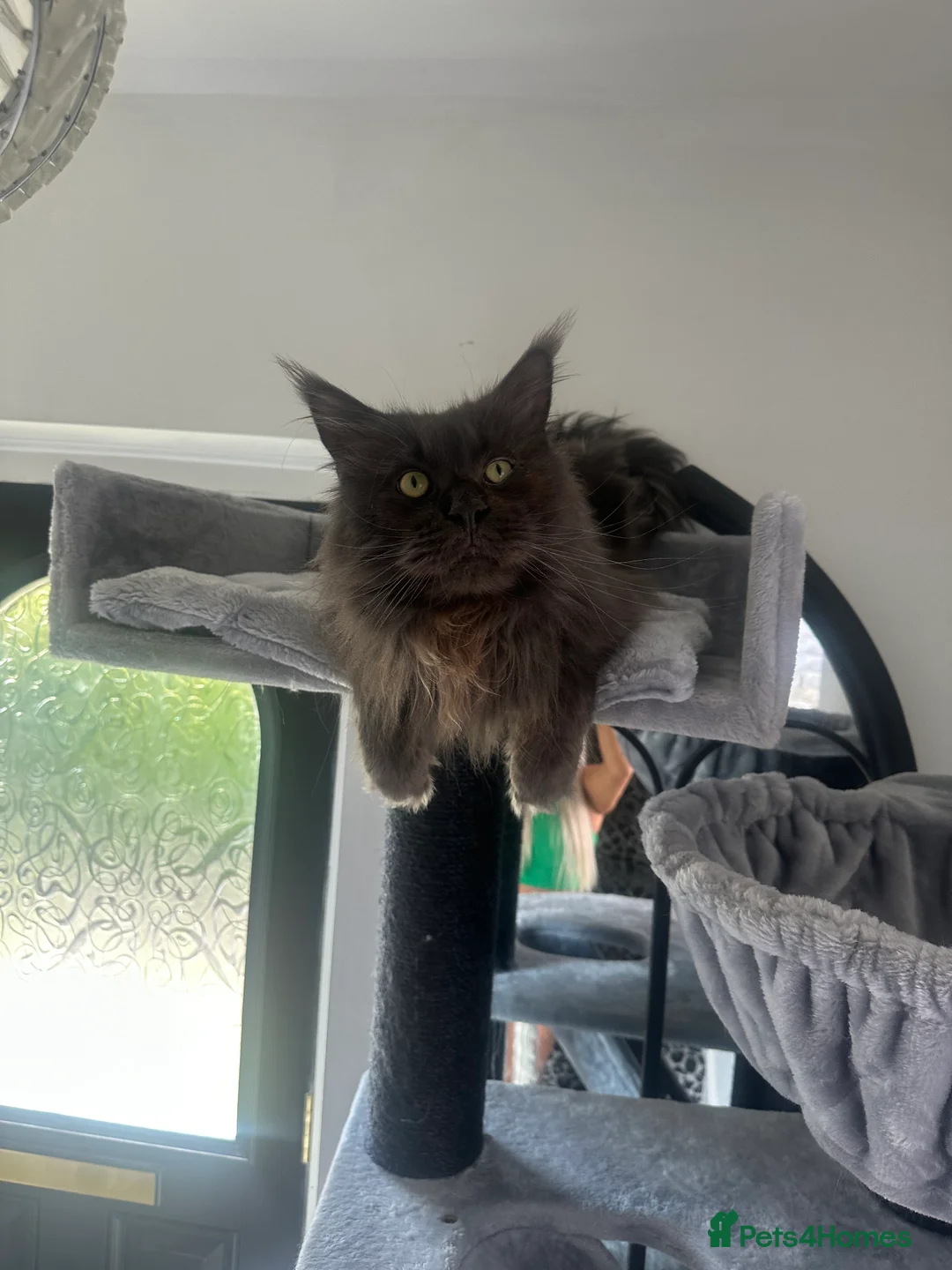 Maine Coon cats for sale: Maincoon kitten - Advert 2