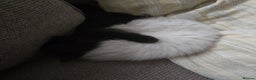Ragdoll cats for sale: ☯️ Beautiful Yin/Yang pair of ragdoll crosses ☯️ - Advert 7