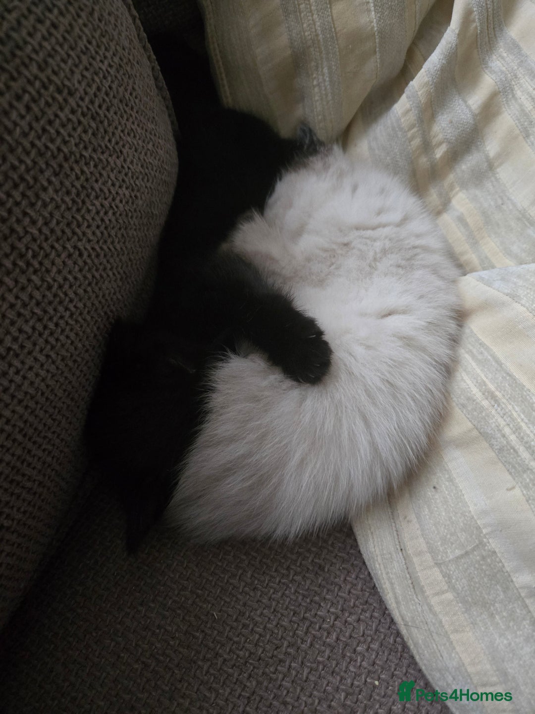 Ragdoll cats for sale: ☯️ Beautiful Yin/Yang pair of ragdoll crosses ☯️ - Advert 7