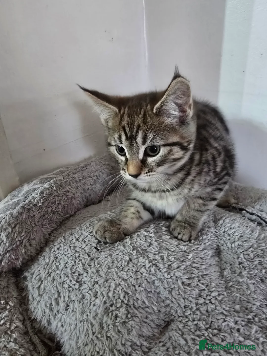 Maine Coon cats for sale: 7 beautiful Maine Coon X - Advert 26