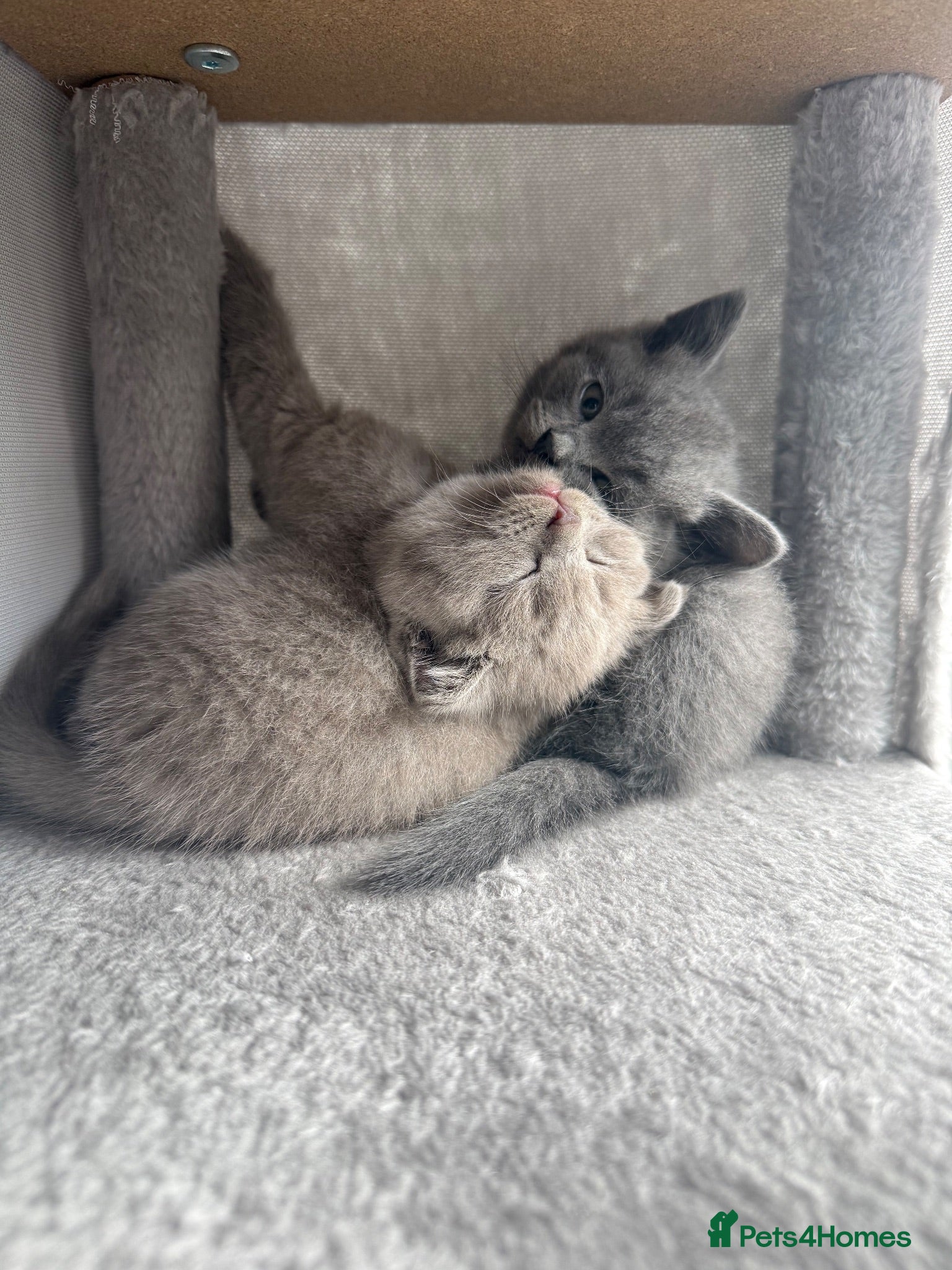 British Shorthair cats British shorthair kittens ready for new home - Advert 1
