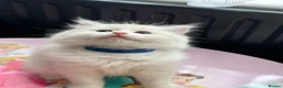 Ragdoll cats for sale: Ragdool x kittens in Scunthorpe - Advert 14