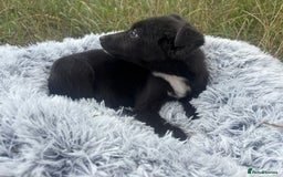 Mixed Breed dogs for adoption: Polly * Jack Russell x  * 240782 - Image 2