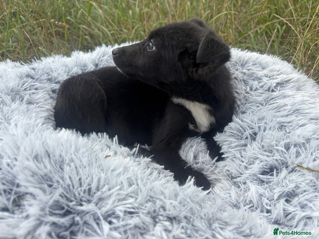 Mixed Breed dogs for adoption: Polly * Jack Russell x  * 240782 - Image 2