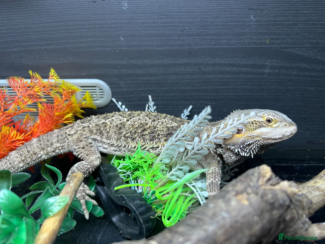 Bearded Dragon reptiles for sale: Lizzy - Advert 6