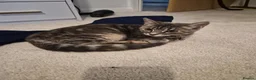 Mixed Breed cats for sale: Kittens for sale  in Leicester - Advert 2