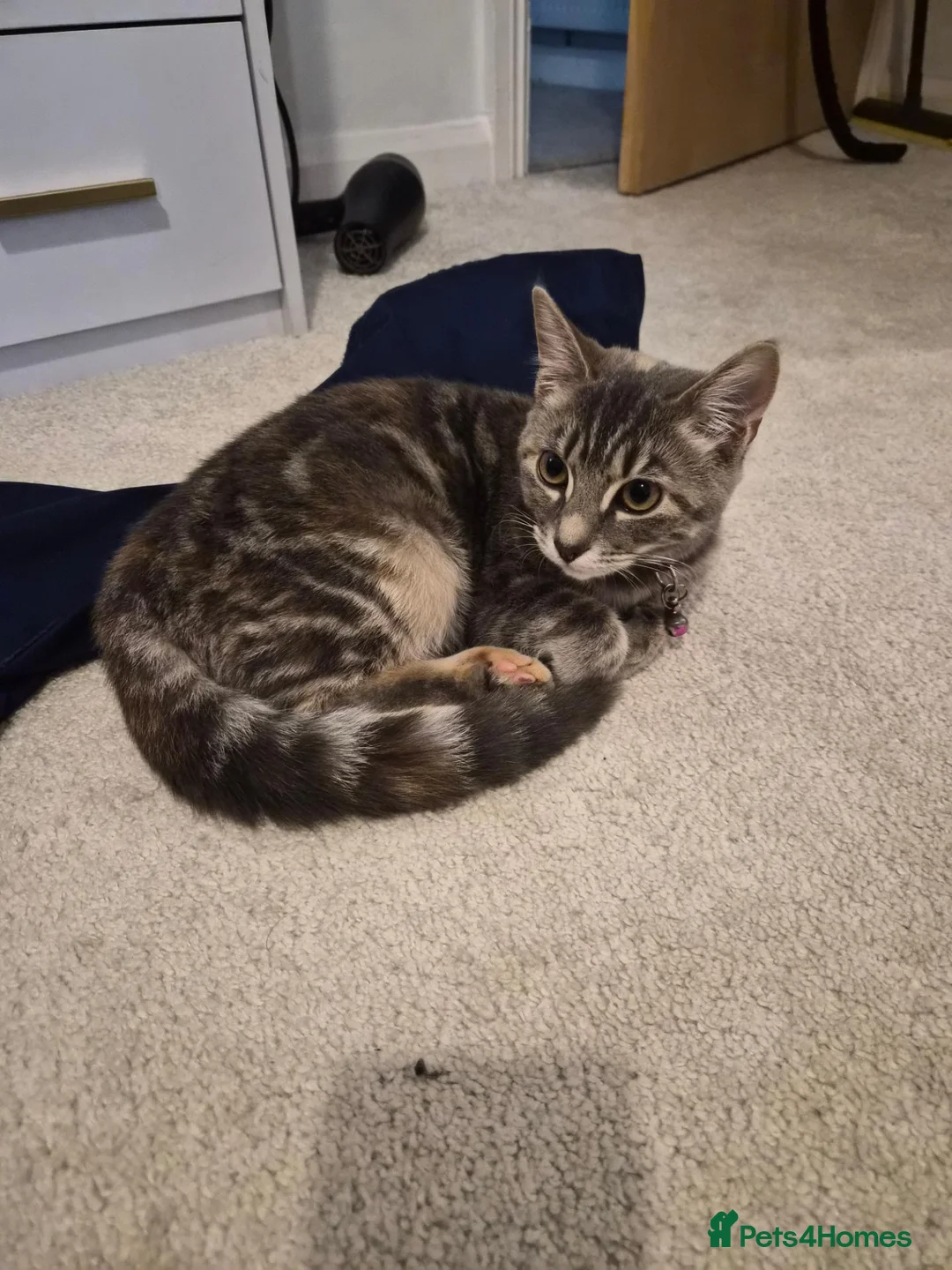 Mixed Breed cats for sale: Kittens for sale  in Leicester - Advert 2