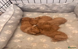 Toy Poodle dogs for sale: Deep Red Toy Poodle Puppies ❤️ - Image 2
