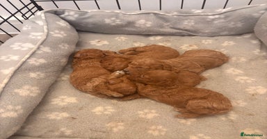 Toy Poodle dogs - Advert 12